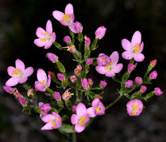 Image result for Centaurium erythraea