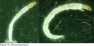 Attēlu rezultāti vaicājumam “Chironomidae larva”