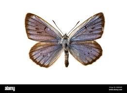 Attēlu rezultāti vaicājumam “Maculinea teleius”