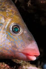 Image result for Symphodus bailloni