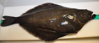 Image result for Reinhardtius hippoglossoides