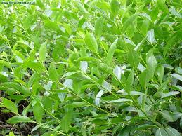 Attēlu rezultāti vaicājumam “Salix pentandra”