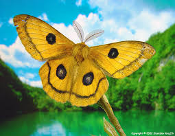 Attēlu rezultāti vaicājumam “Aglia tau”