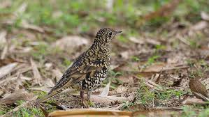 Image result for Zoothera dauma