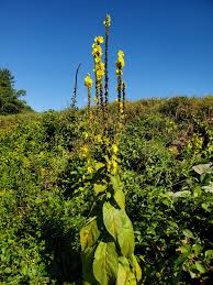 Image result for Verbascum phlomoides