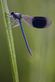 Attēlu rezultāti vaicājumam “Calopteryx splendens”