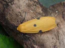 Attēlu rezultāti vaicājumam “Lithosia quadra female”