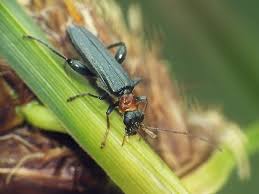 Attēlu rezultāti vaicājumam “Oedemera croceicollis”