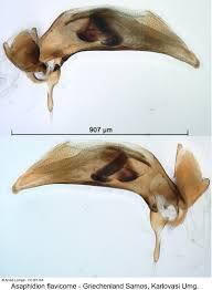 Attēlu rezultāti vaicājumam “Asaphidion pallipes”
