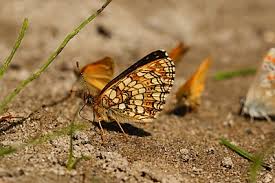 Attēlu rezultāti vaicājumam “Melitaea diamina underside”