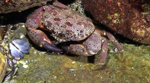 Image result for Eriphia verrucosa