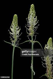 Attēlu rezultāti vaicājumam “Phyteuma spicatum bud”