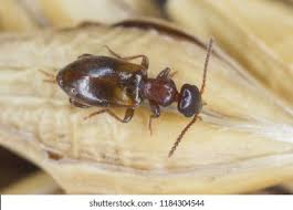 Attēlu rezultāti vaicājumam “Anthicidae”