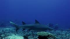 Image result for Negaprion acutidens