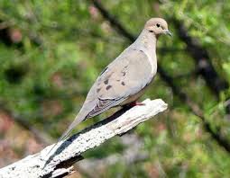 Image result for Zenaida macroura