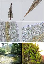 Attēlu rezultāti vaicājumam “Philonotis marchica”
