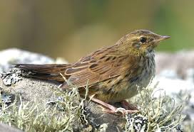 Image result for Locustella lanceolata