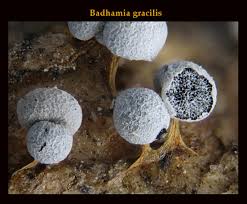 Attēlu rezultāti vaicājumam “Badhamia affinis”