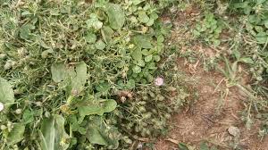 Attēlu rezultāti vaicājumam “Spergularia rubra leaf”