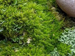 Attēlu rezultāti vaicājumam “Dicranum montanum”