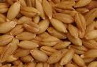 LA CASA E IL GIARDINO: Barley and Vegetable Soup - Minestra di ...