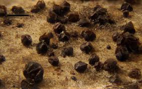 Attēlu rezultāti vaicājumam “Licea minima”