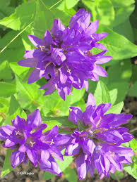 Image result for Campanula affinis