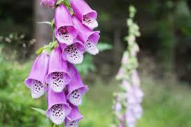 Image result for Digitalis purpurea