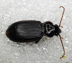 Attēlu rezultāti vaicājumam “Nebria brevicollis”