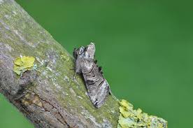 Attēlu rezultāti vaicājumam “Abrostola tripartita”