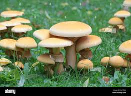 Attēlu rezultāti vaicājumam “Phaeolepiota aurea”