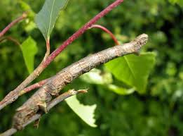 Attēlu rezultāti vaicājumam “Crocallis elinguaria larva”