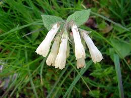 Attēlu rezultāti vaicājumam “Symphytum grandiflorum”