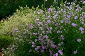 Image result for Lavatera thuringiaca