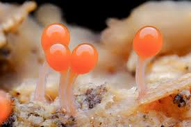 Attēlu rezultāti vaicājumam “Hemitrichia sp.”