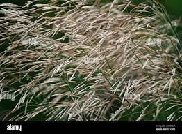 Attēlu rezultāti vaicājumam “Bromopsis inermis fruit”