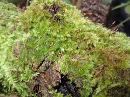 Attēlu rezultāti vaicājumam “Pylaisia polyantha”