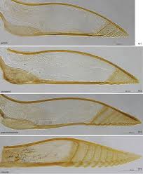 Attēlu rezultāti vaicājumam “Pristiphora maesta larva”