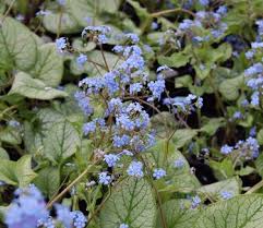 Image result for Brunnera `Jack Frost`