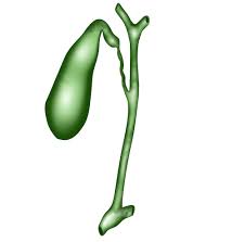 Attēlu rezultāti vaicājumam “gall”