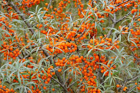 Attēlu rezultāti vaicājumam “Hippophae rhamnoides”