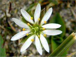 Attēlu rezultāti vaicājumam “Stellaria palustris”