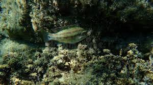 Image result for Symphodus melops