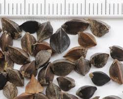 Attēlu rezultāti vaicājumam “Fagopyrum esculentum”