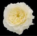 David Austin Pat
ience Rose |   ...