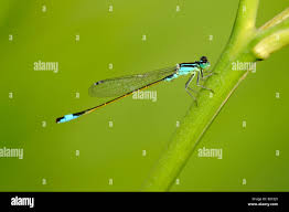Attēlu rezultāti vaicājumam “Ischnura pumilio”