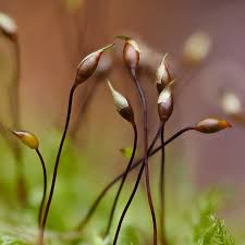 Attēlu rezultāti vaicājumam “Barbula unguiculata macro”