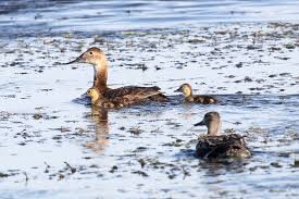 Image result for Aythya valisineria