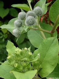 Attēlu rezultāti vaicājumam “Arctium tomentosum leaf”