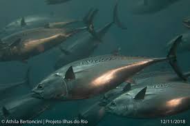 Image result for Euthynnus alletteratus